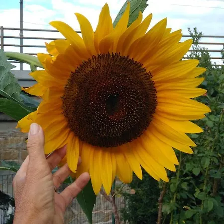 Alle Rose Barcolane 3* Triëst