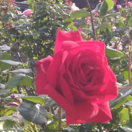 Bed and Breakfast Alle Rose Barcolane Τεργέστη