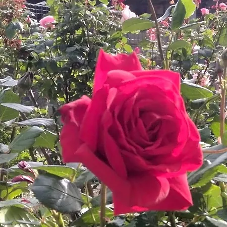 Alle Rose Barcolane 3* Τεργέστη
